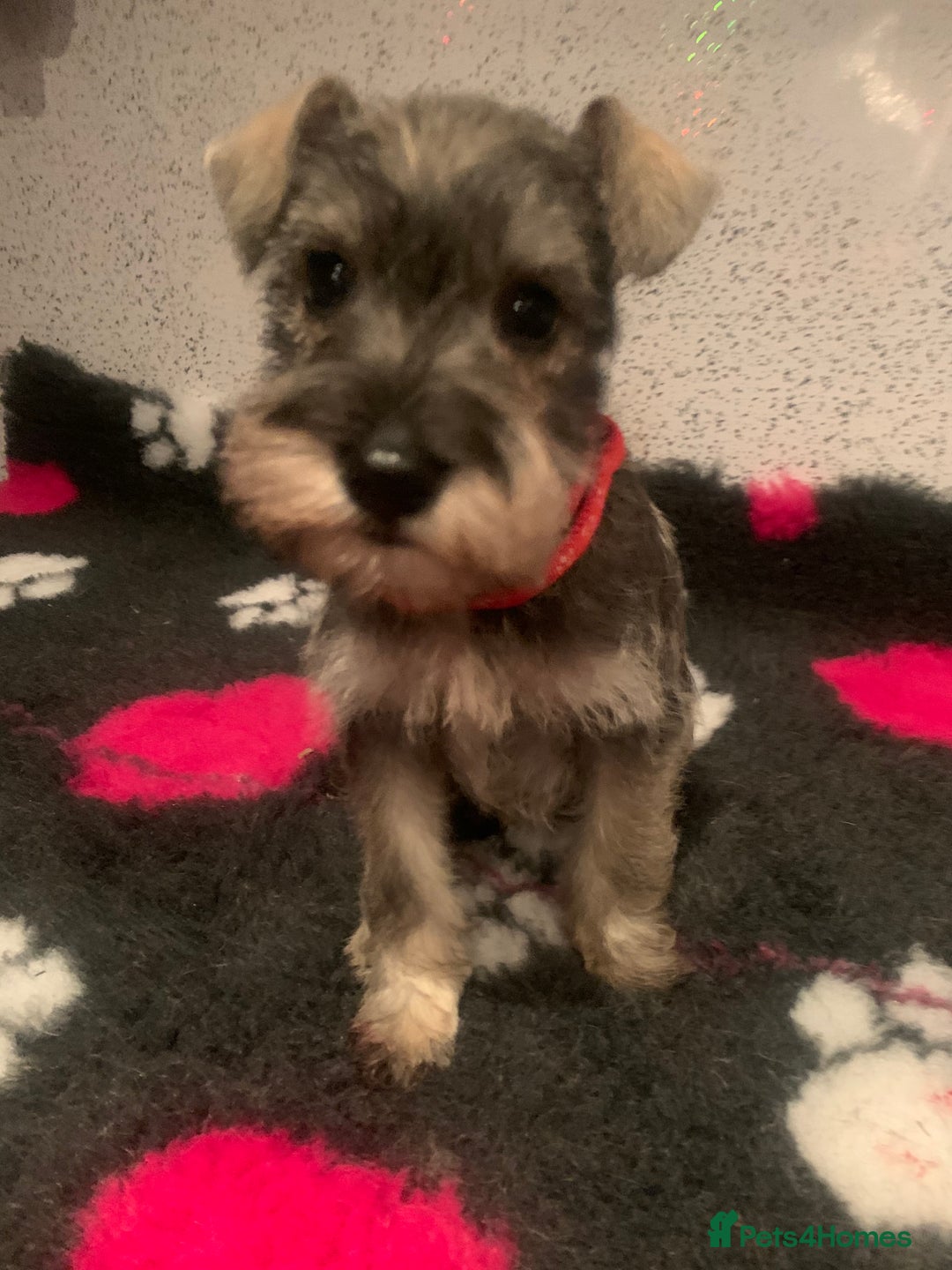 Miniature Schnauzer dogs for sale: Miniature schnauzer puppies  - Advert 7