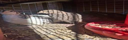 Quail poultry for sale: Coturnix quail and snowflake bobwhite  - Advert 10
