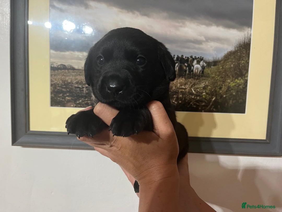 Labrador Retriever dogs for sale: QUALITY HEALTH TESTED KC LABRADOR PUPPIES  - Image 12