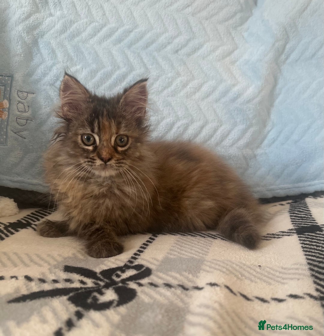 Maine Coon cats for sale: Maine Coon female kitten - Advert 4