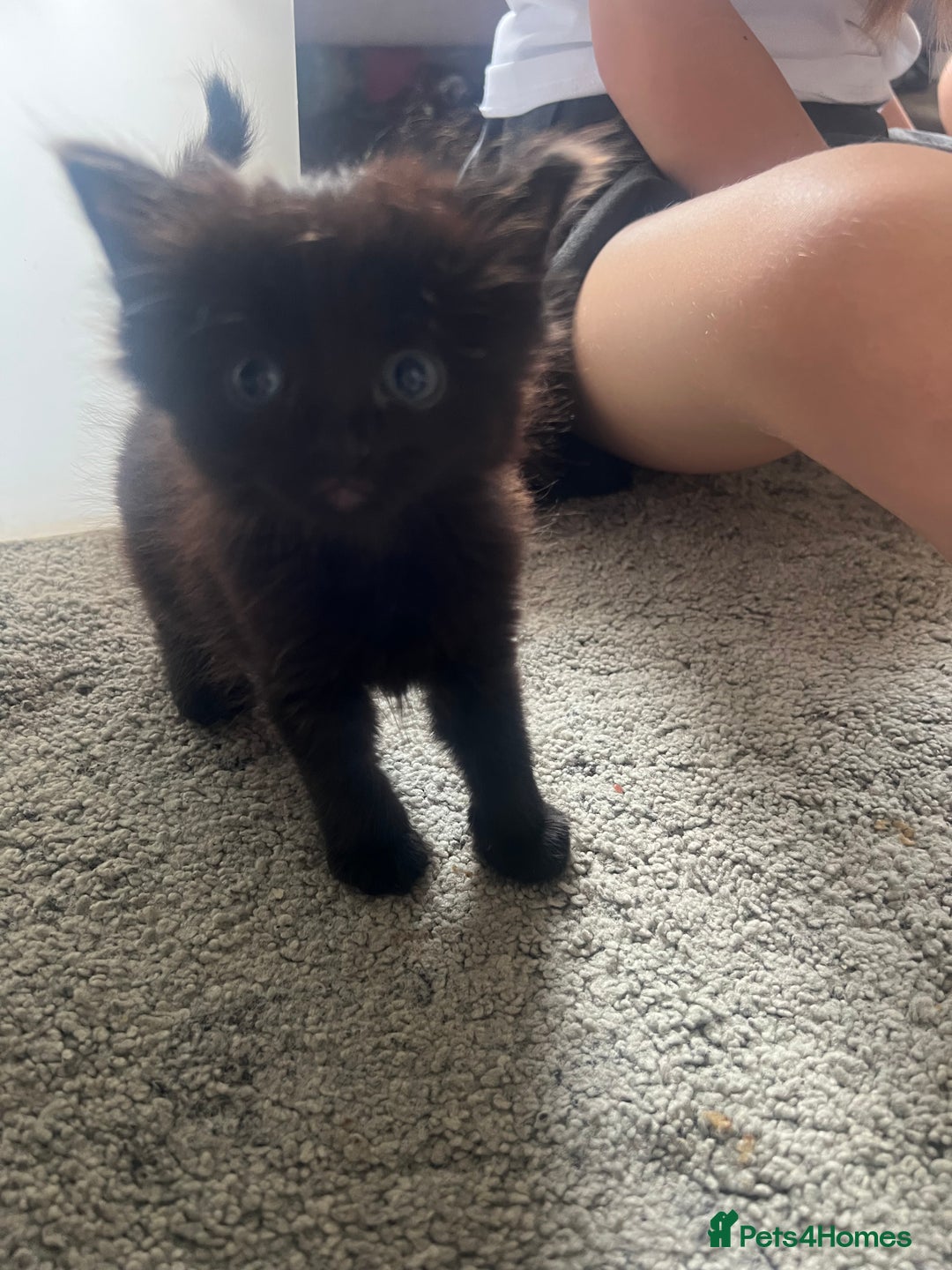 Mixed Breed cats for sale: Mixed breed kittens for sale  - Image 4