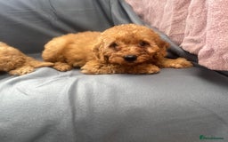 Cavapoo dogs for sale: Cavapoo puppy’s  - Image 5