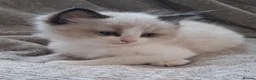 Ragdoll cats for sale: 💙 GCCF Ragdoll Kittens – 4 Girls & 3 Boys 💙 - Advert 31