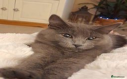 British Longhair cats for sale: British blue longhair - Image 1
