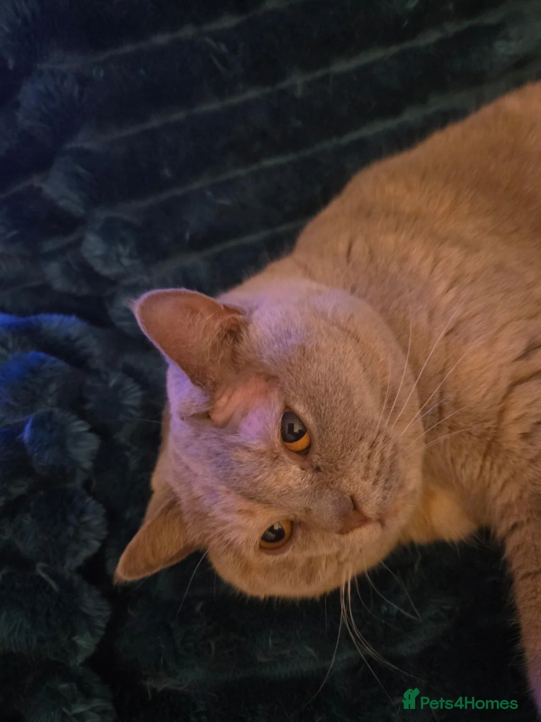 British Shorthair cats for sale: BSH Lilac Tortie Neutered Female - Advert 2