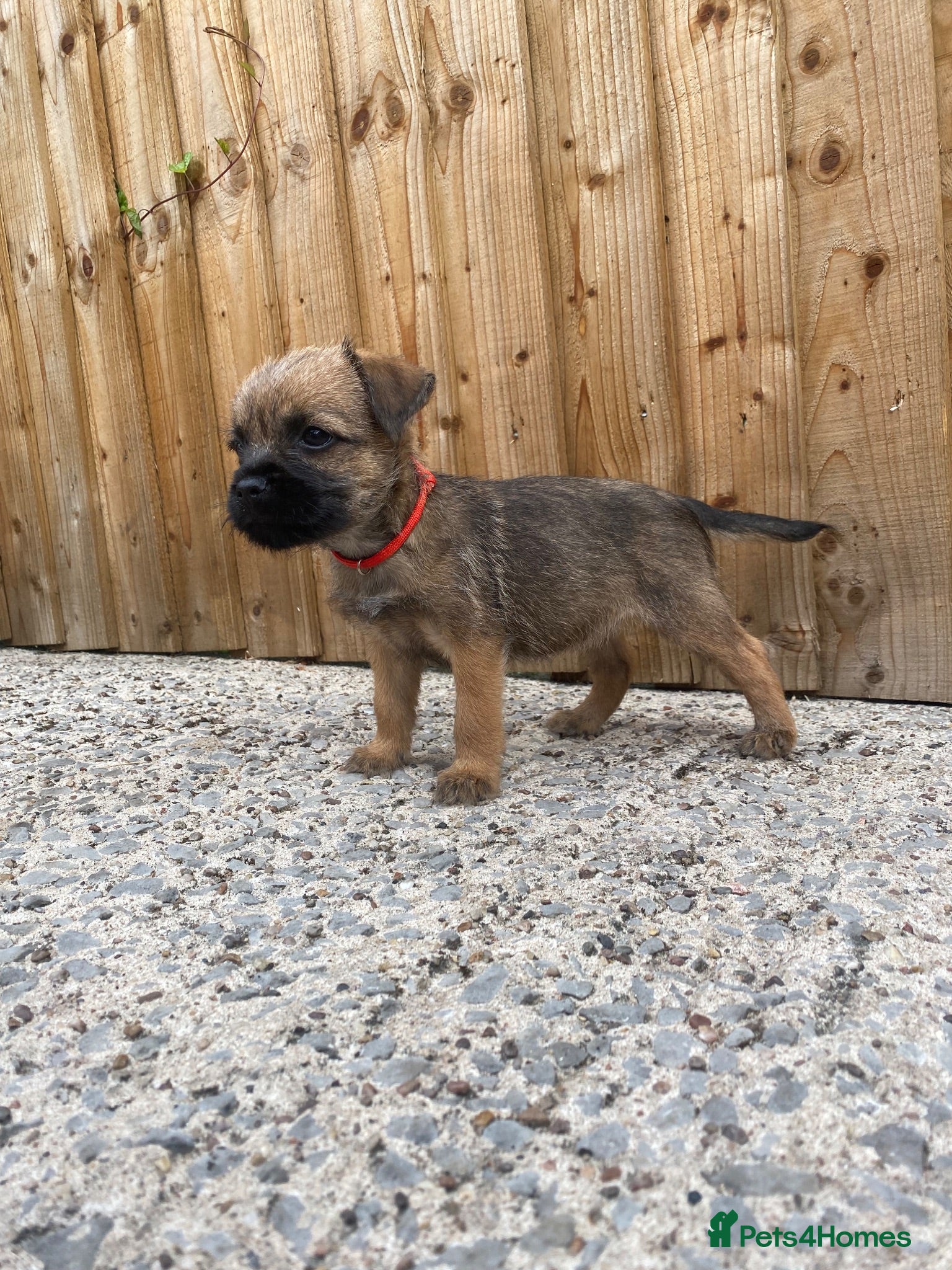 Border Terrier dogs ⭐️ KC BORDER TERRIERS, READY TO LEAVE NOW - Advert 16