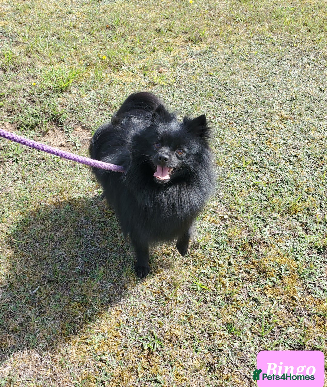 German Spitz dogs for sale: Bluey & Bingo looking for Loving Homes.  - Advert 10