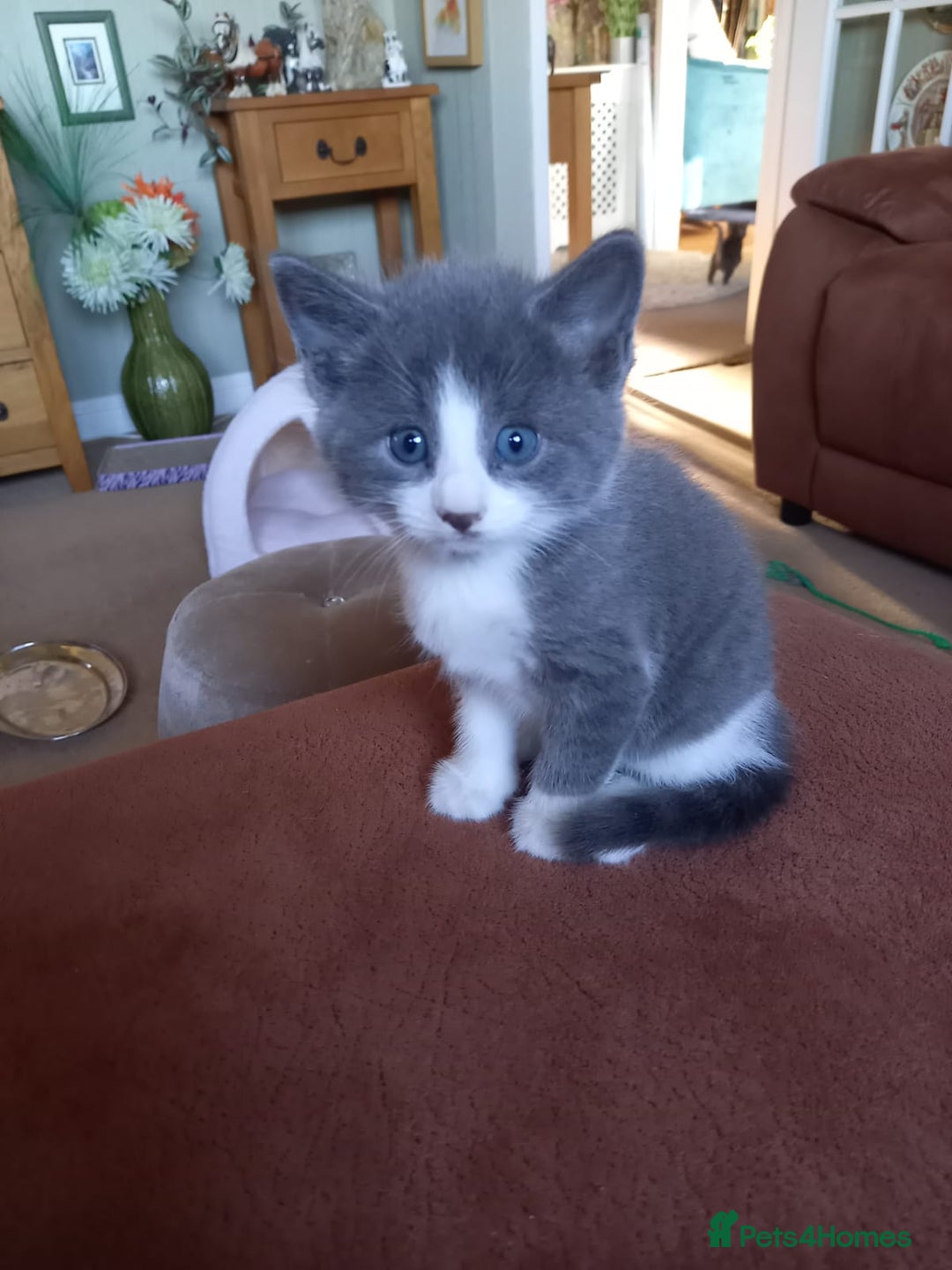 Mixed Breed cats for sale: 2 BEAUTIFUL BOY KITTENS AVAILABLE  - Image 19