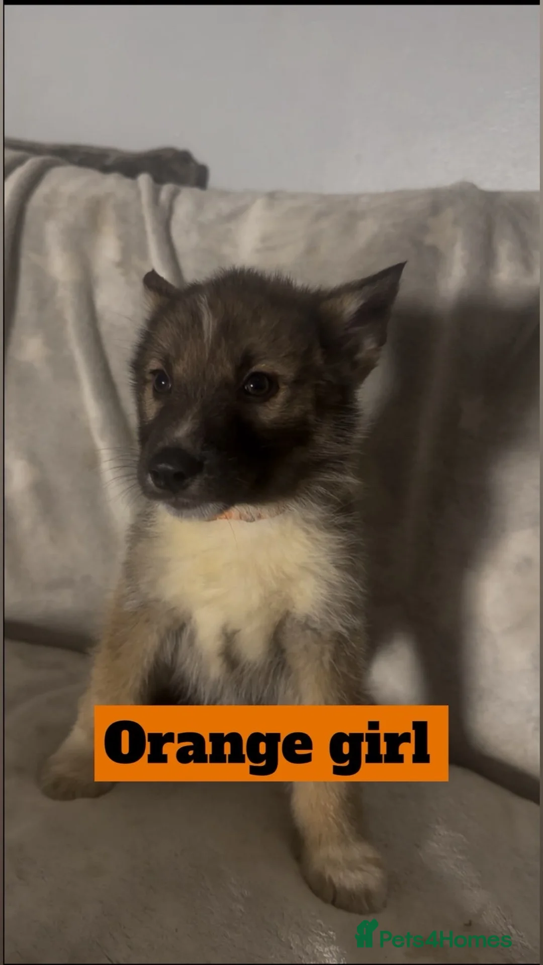 Shepsky dogs for sale: German Shepherd x Husky SHEPSKY - Advert 2