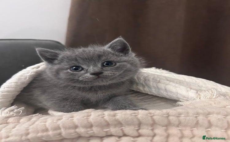 British Shorthair cats - Advert 16