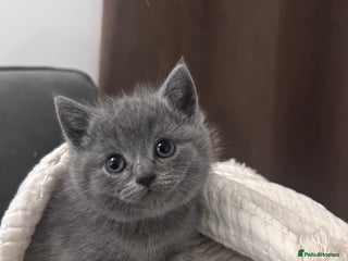 British Shorthair cats - Advert 27