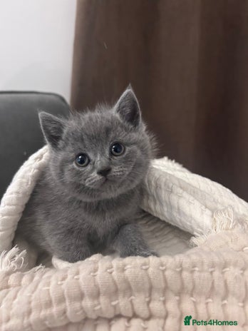 British Shorthair cats - Advert 16