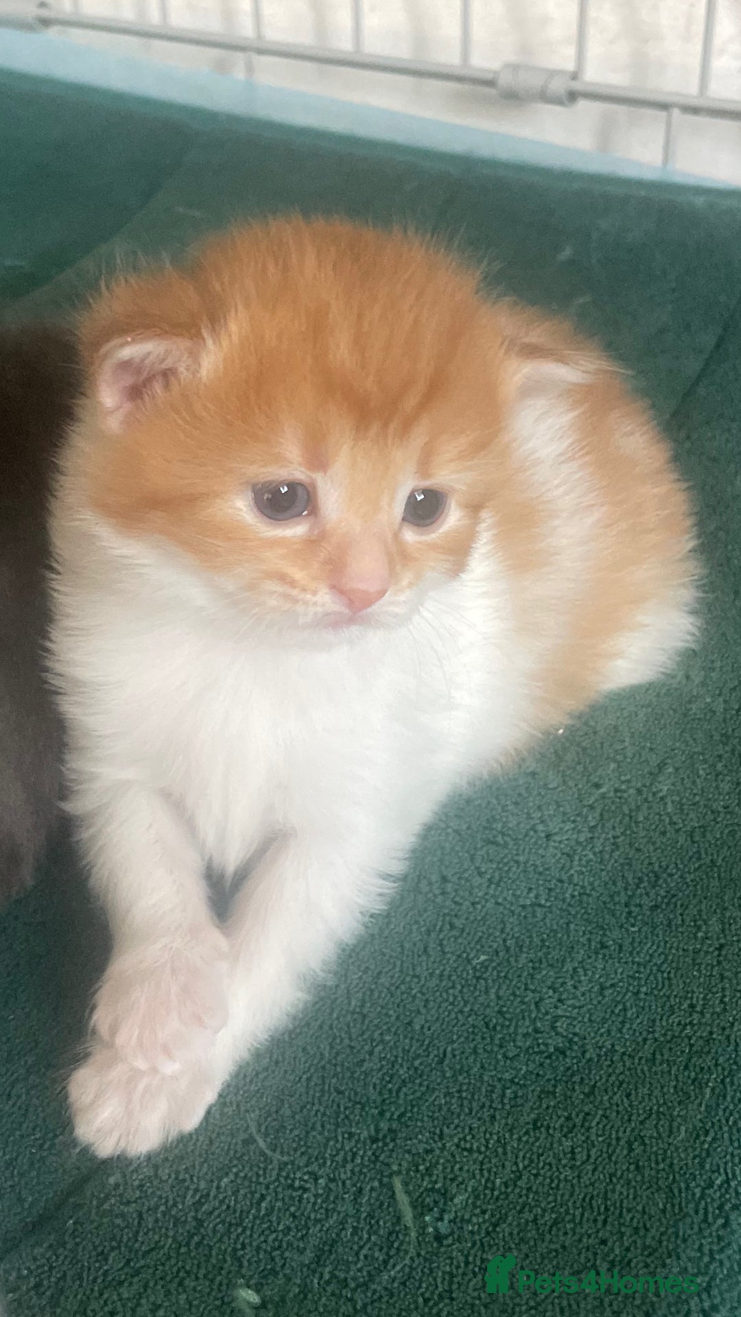 Mixed Breed cats for sale: Ginger and white girl kitten - Image 4