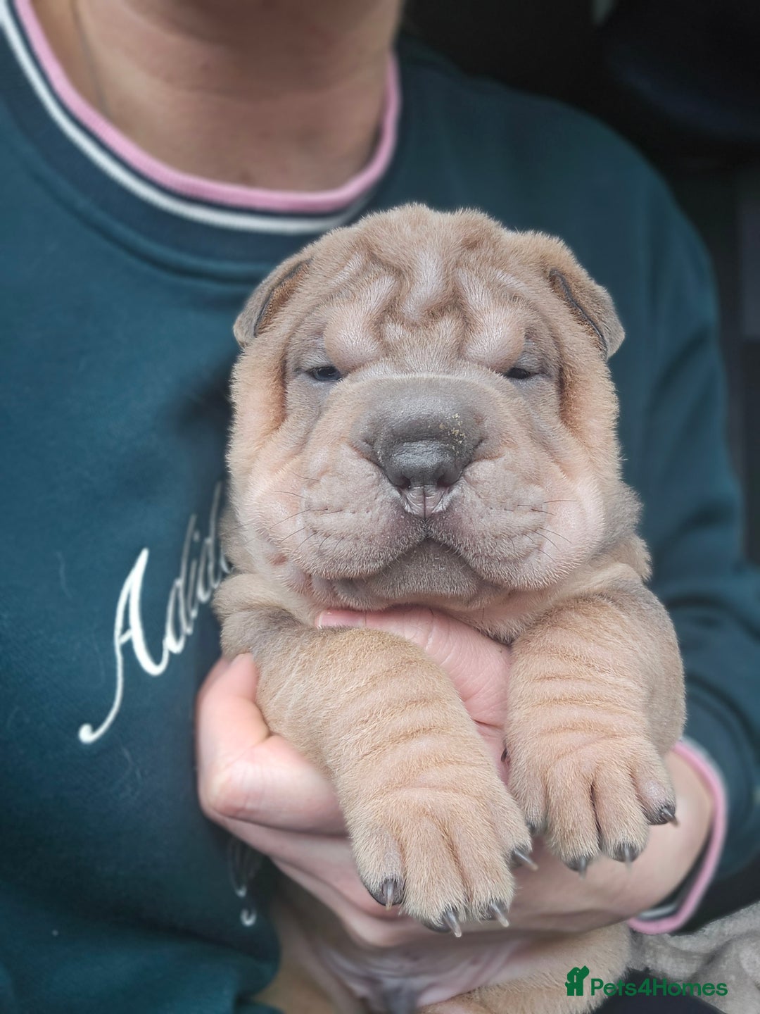Shar Pei dogs for sale: Beautiful litter of Shar Pei puppies!  - Advert 16