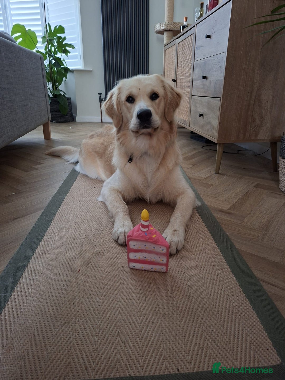 Golden Retriever dogs for sale: Golden retriever puppies  - Image 26