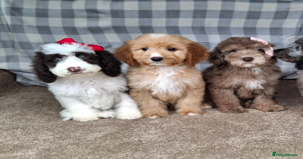 Boy Cockapoo Puppies for sale | Pets4Homes