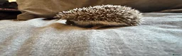 Pygmy Hedgehog rodents for sale: Baby Pygmy Hedgehogs for Sale - Advert 3