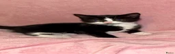 Mixed Breed cats for sale: Kittens in Telford - Advert 6
