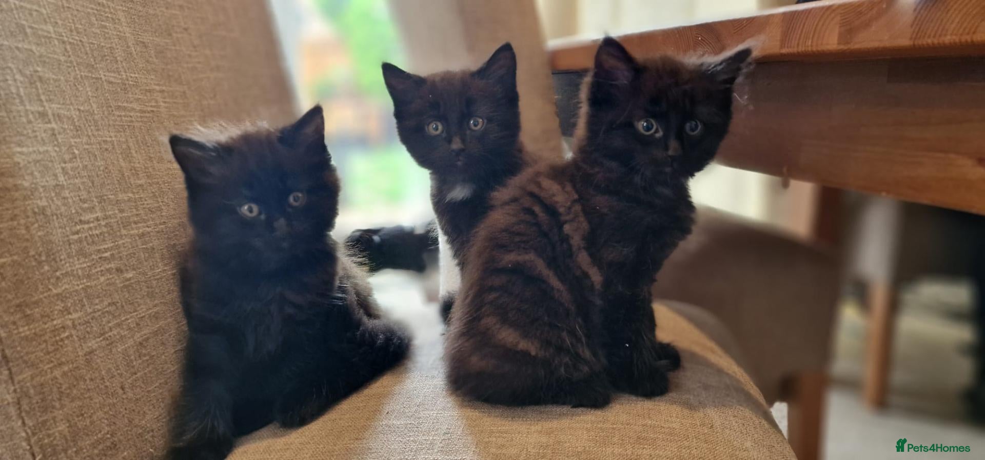 Mixed Breed cats 4 mixed breed main coon/ bengal boys - Advert 3