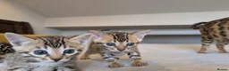 Bengal cats for sale: 🤍🤎🖤 GORGEOUS BENGAL KITTENS 🖤🤎🤍 - Advert 7