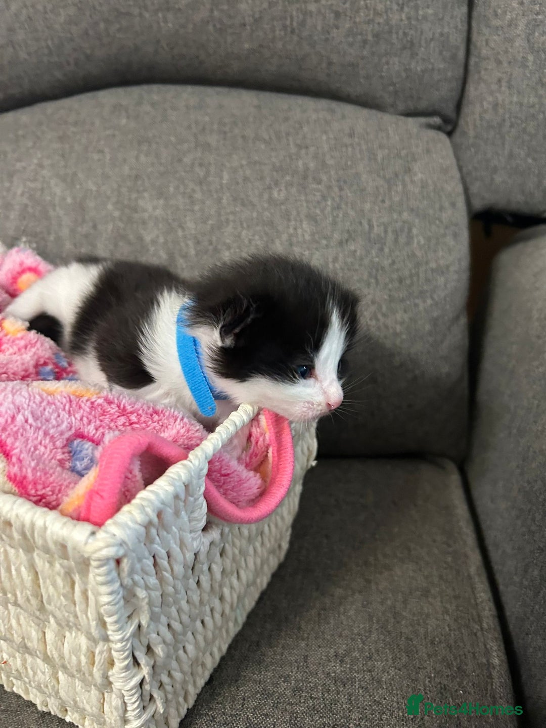 Mixed Breed cats for sale: Beautiful kittens 3 girls 1 boy  - Image 4
