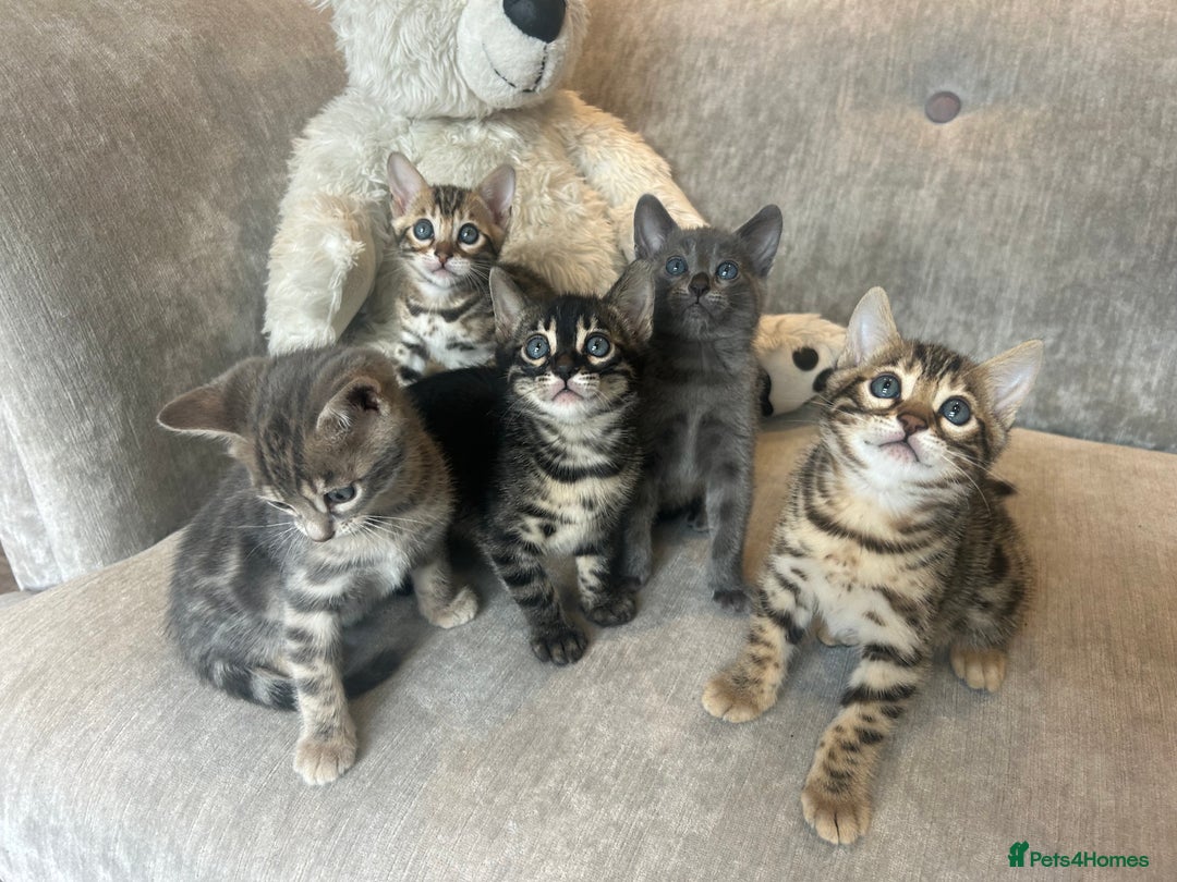 Bengal cats for sale: Stunning Bengal Kittens - TICA Registered - Image 13