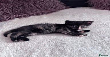 Norwegian Forest Cat cats - Advert 6