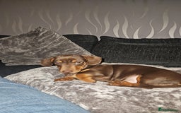 Miniature Dachshund dogs for stud: STUD available  - Image 36