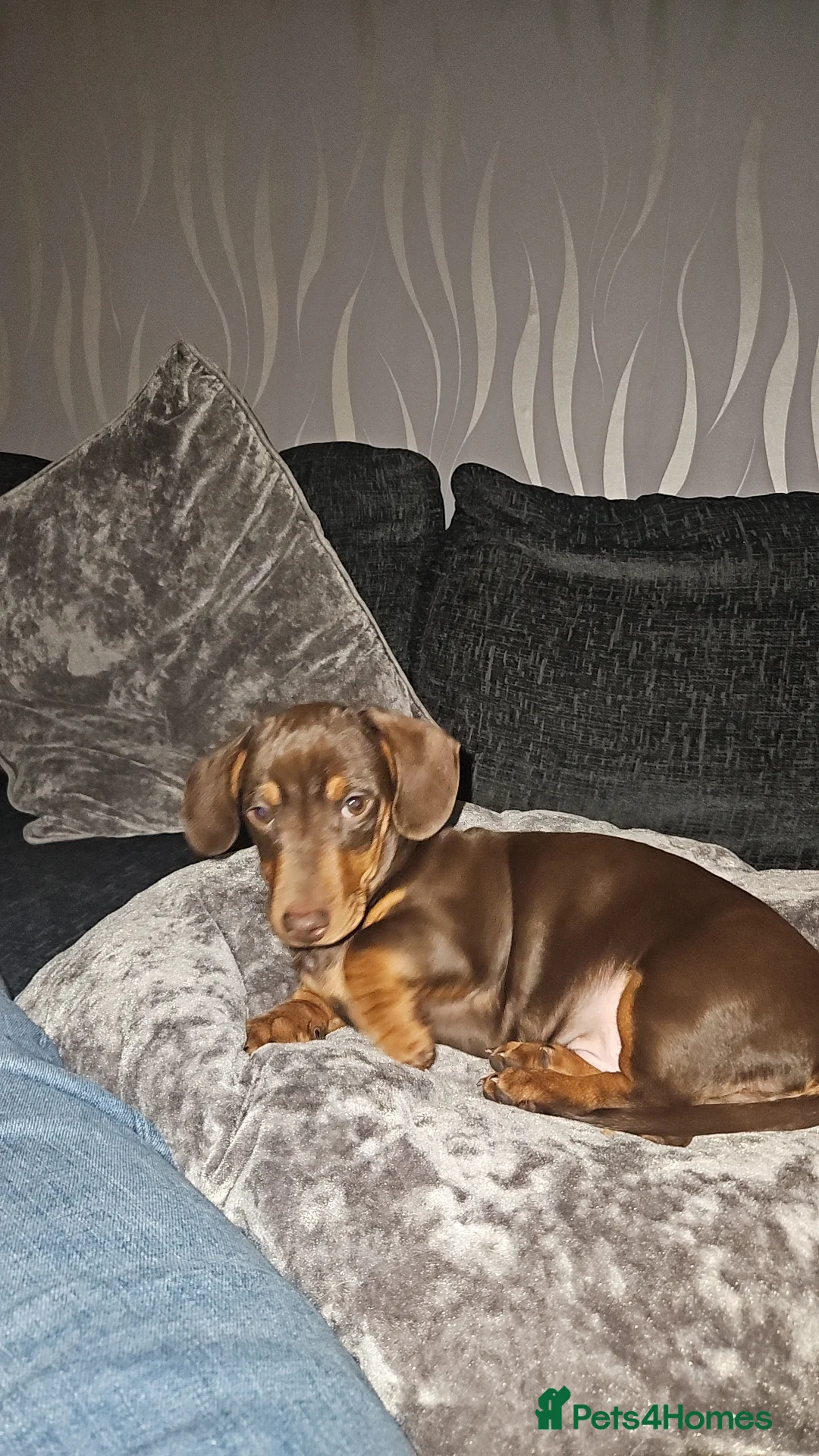 Miniature Dachshund dogs for stud: STUD available  - Advert 28