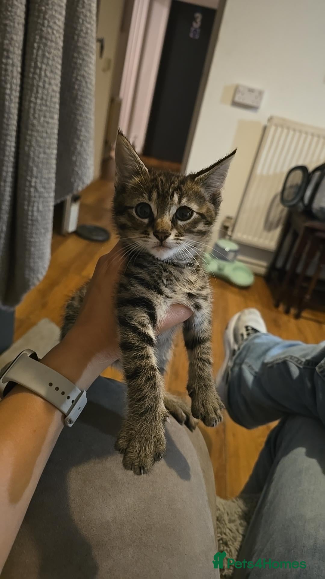 Mixed Breed cats A Beautiful Mixed Ragdoll & Tabby Kitten for Sale - Advert 15