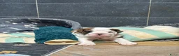 English Bulldog dogs for sale: 4 wk old Kc bulldog pups rare champ lines - Advert 8