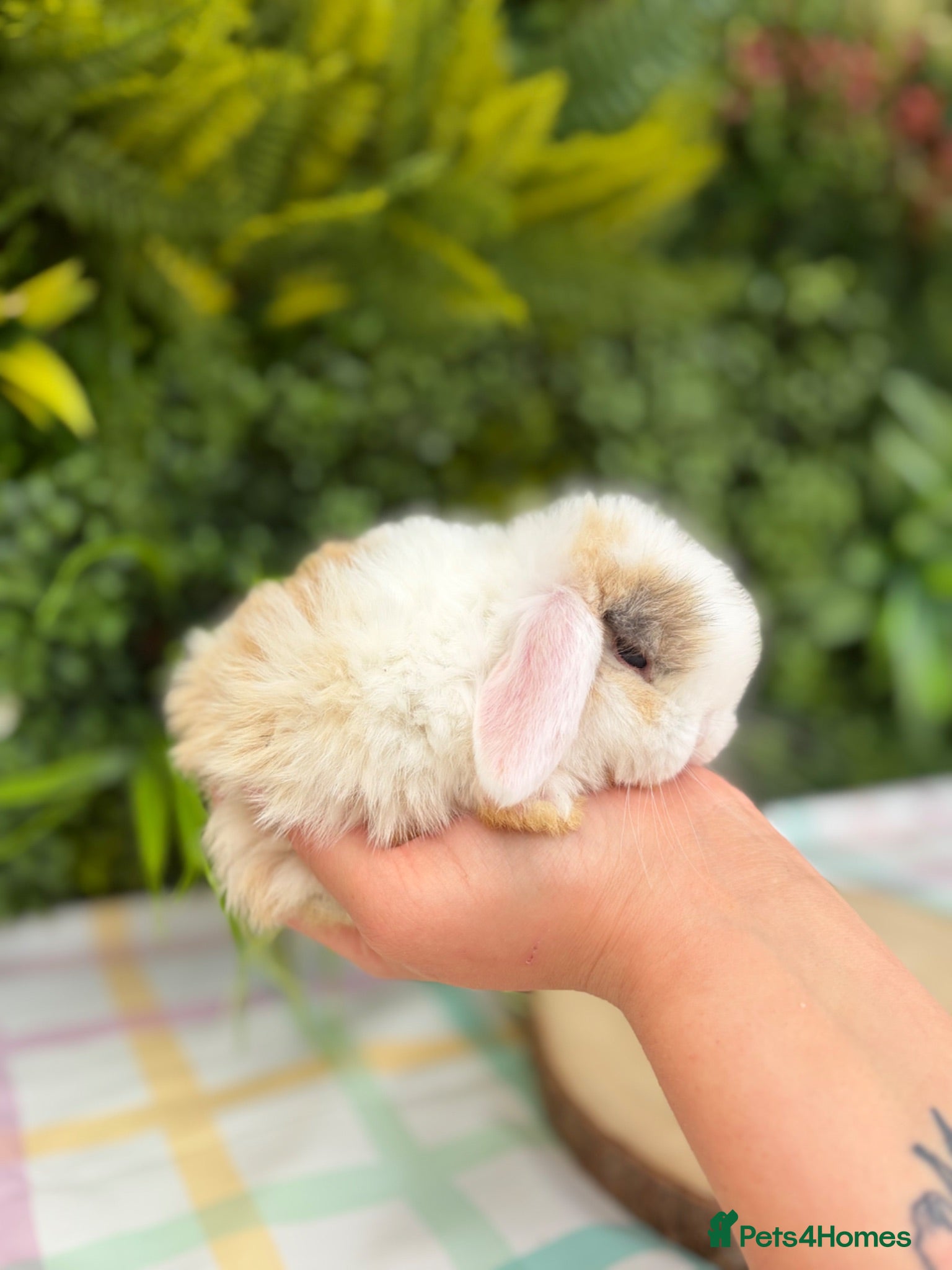 Mini Lop rabbits Friendly Mini Lops - Advert 2