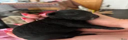 Cockapoo dogs for sale: Only one beautiful black boy available. - Advert 13