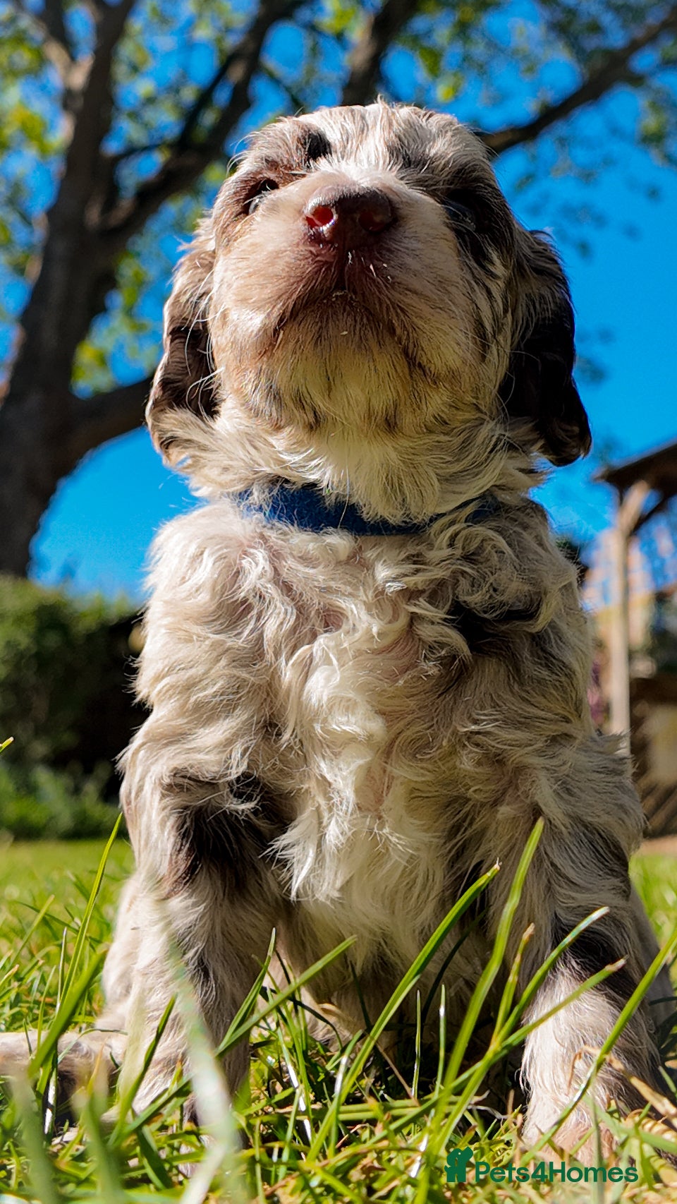 Mixed Breed dogs Mini Australian Labradoodle. Labradoodle/Cockapoo - Advert 2