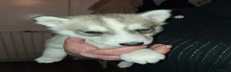 Siberian Husky dogs for sale: Sandra  - Advert 6