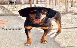 Mixed Breed dogs for adoption: Gambit, 5 yrs approx. Available for adoption. - Image 24