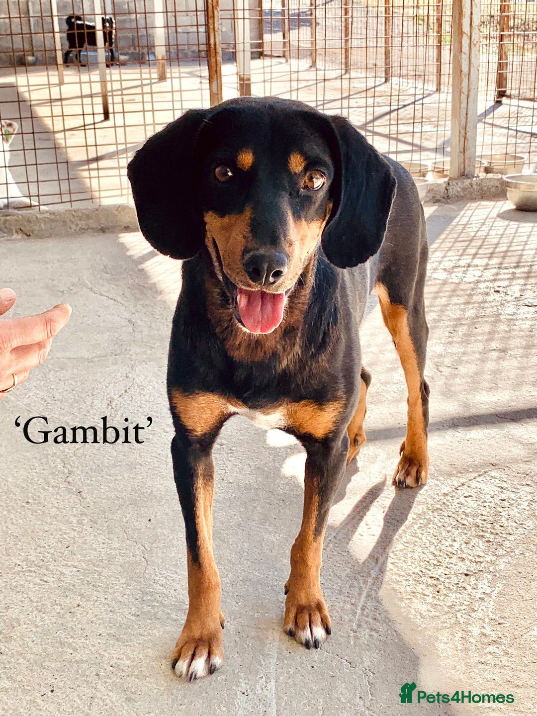Mixed Breed dogs for adoption: Gambit, 5 yrs approx. Available for adoption. - Image 24