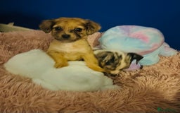 Mixed Breed dogs for sale: Beautiful Woopsie daisy cocker-jack boys  💙 - Image 7