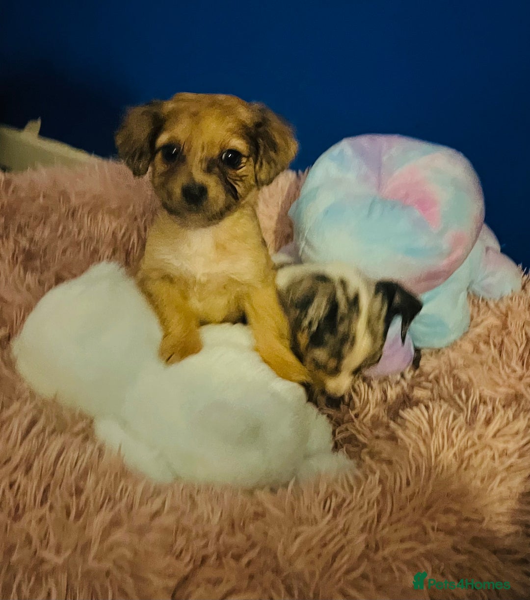 Mixed Breed dogs for sale: Beautiful Woopsie daisy cocker-jack boys  💙 - Image 7