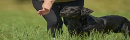 Labrador Retriever dogs for sale: Exceptionally bred KC pups, one yellow girl left  - Advert 6