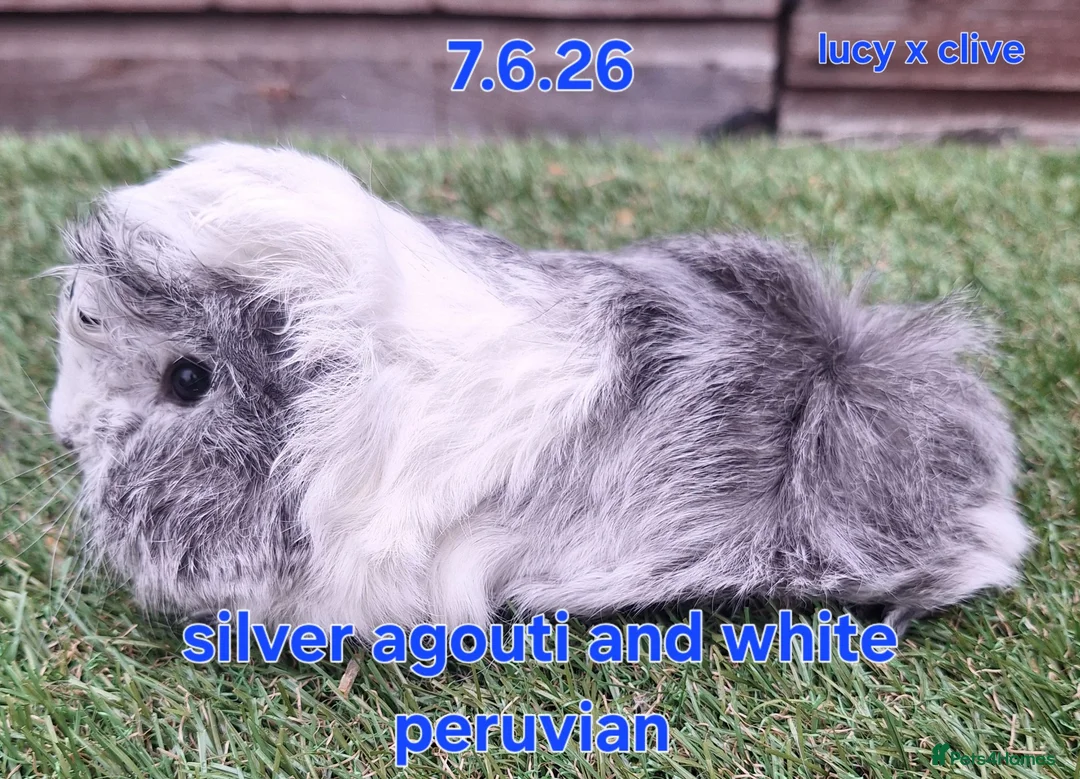 Guinea Pig rodents for sale: Fluffy baby boy male guinea pigs - Advert 1
