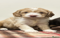 Cockapoo dogs for sale: stunning toy cockapoo  - Advert 28