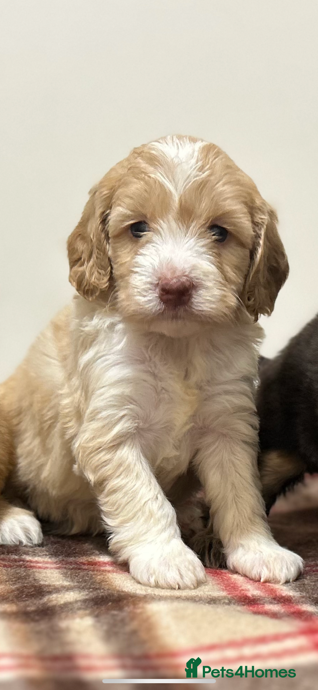 Cockapoo dogs for sale: stunning toy cockapoo  - Advert 28