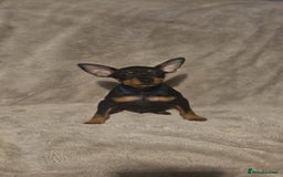 Miniature Pinscher dogs for sale: Beautiful miniature pinscher puppies  in Liverpool - Image 3