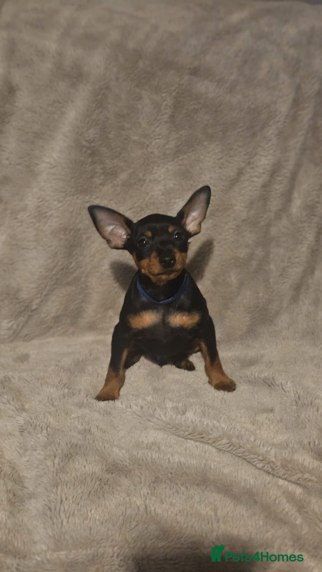 Miniature Pinscher dogs for sale: Beautiful miniature pinscher puppies  in Liverpool - Image 3