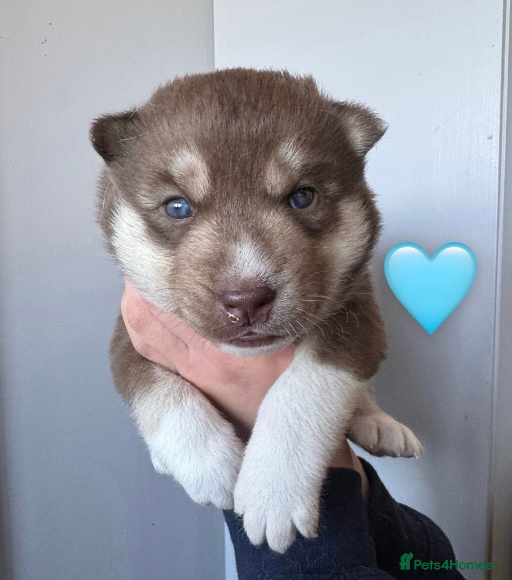 Siberian Husky dogs ✨Exceptional KC Reg Husky Puppies✨ - Advert 17