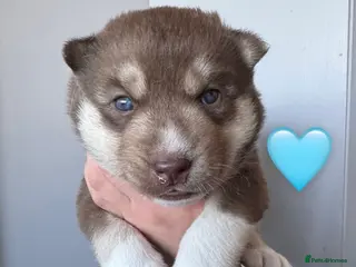 Siberian Husky dogs ✨Exceptional KC Reg Husky Puppies✨ - Advert 17