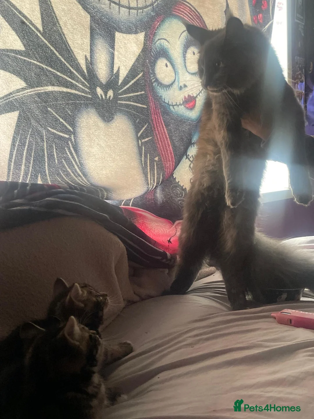 Mixed Breed cats for sale: Kittens  - Advert 11