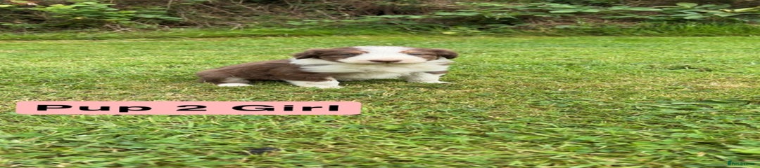 Mixed Breed Puppy 8