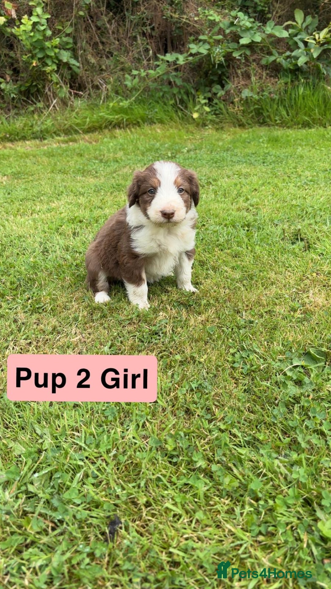 Mixed Breed dogs for sale: Bearded collie x welsh border collie - Image 6